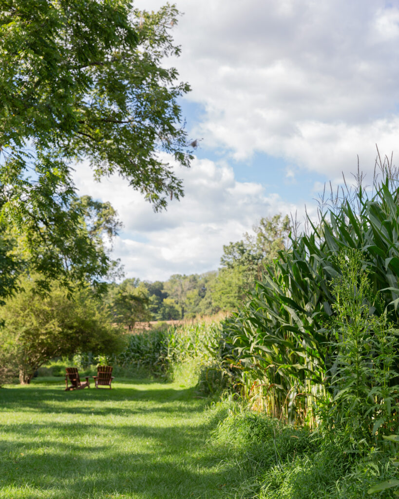 late summer cornfield with Adirondack chairs at the Woolverton Inn, wedding photography by Laura Billingham