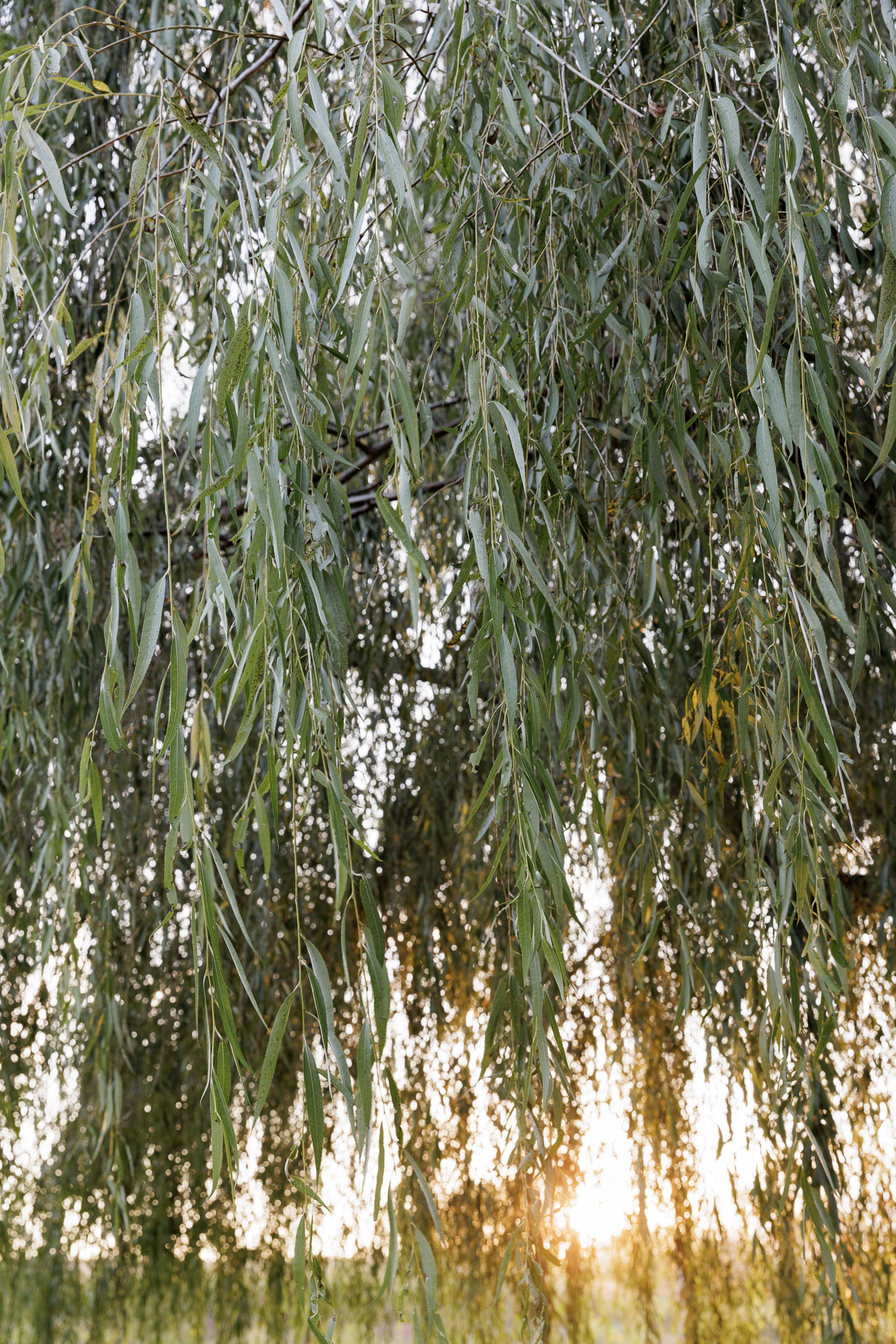 Weeping willow branches backlit by sunset at the Farm at Eagles Ridge in Lancaster, PA