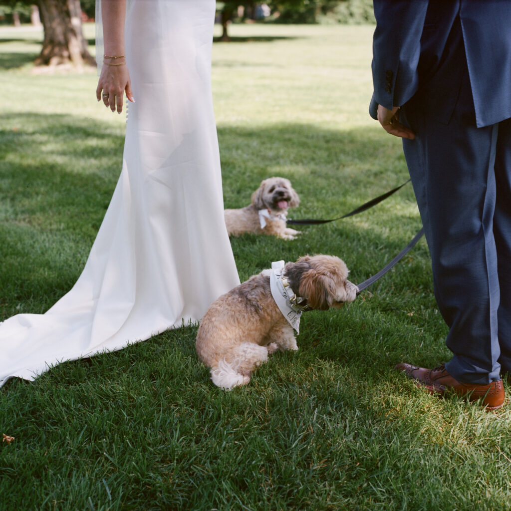 Two small tan and white dogs are held on leashes on a green lawn by a bride in a long white dress and a groom in a blue suit with tan shoes