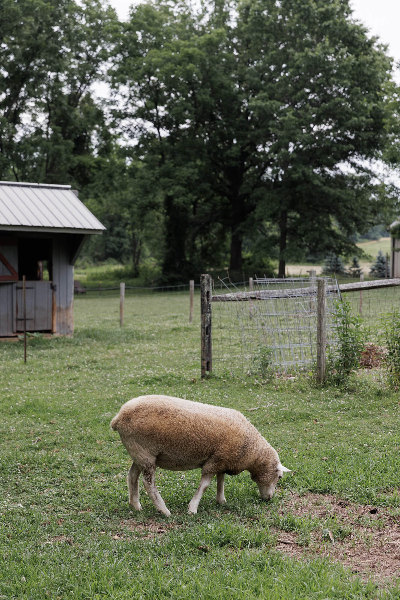 A white sheep gazing in a green field surrounded by fencing and trees