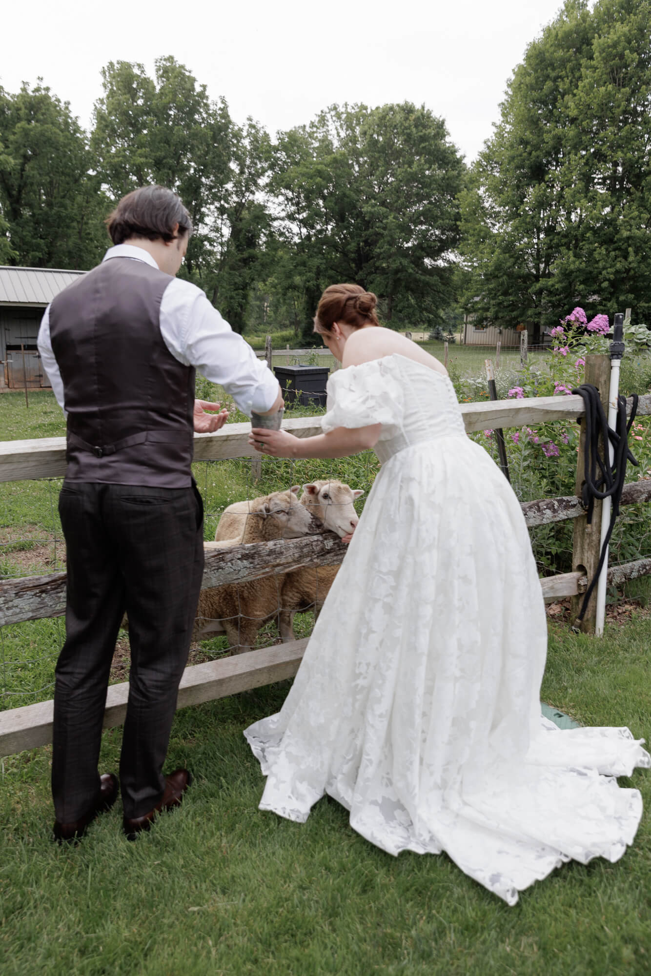 A bride and groom in formal attire feed a sheep that is in a field surrounded by a fence